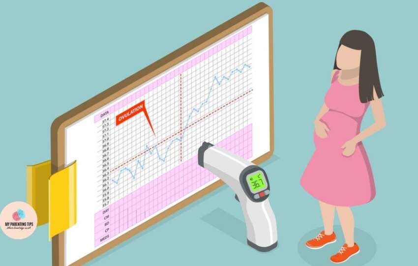 Ovulation Calculator